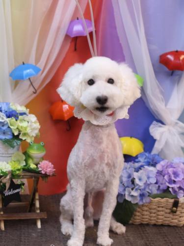 20230615しろまるくん